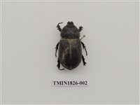 藏品(椰子犀角金龜)的圖片